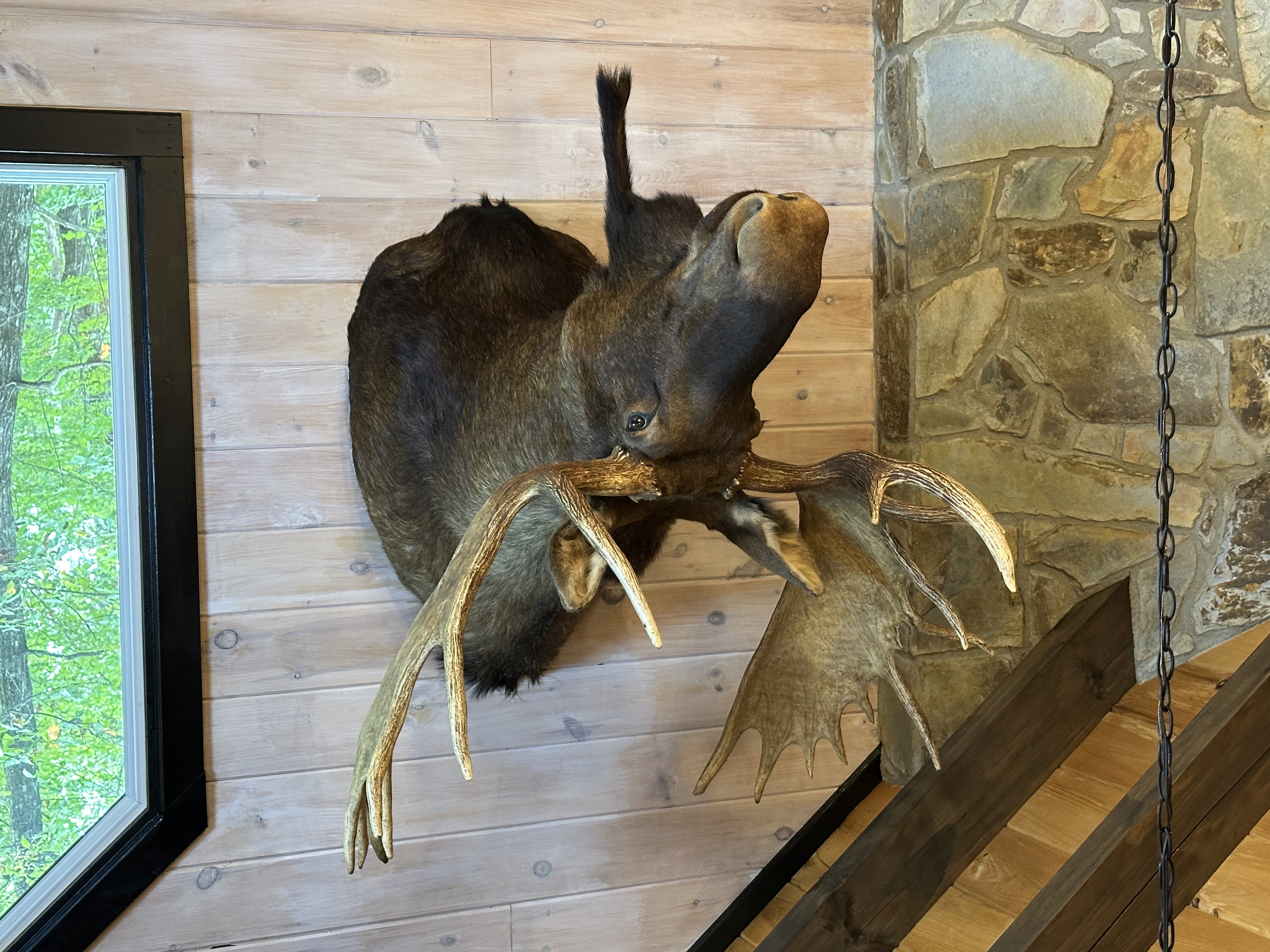 Moose mount close up